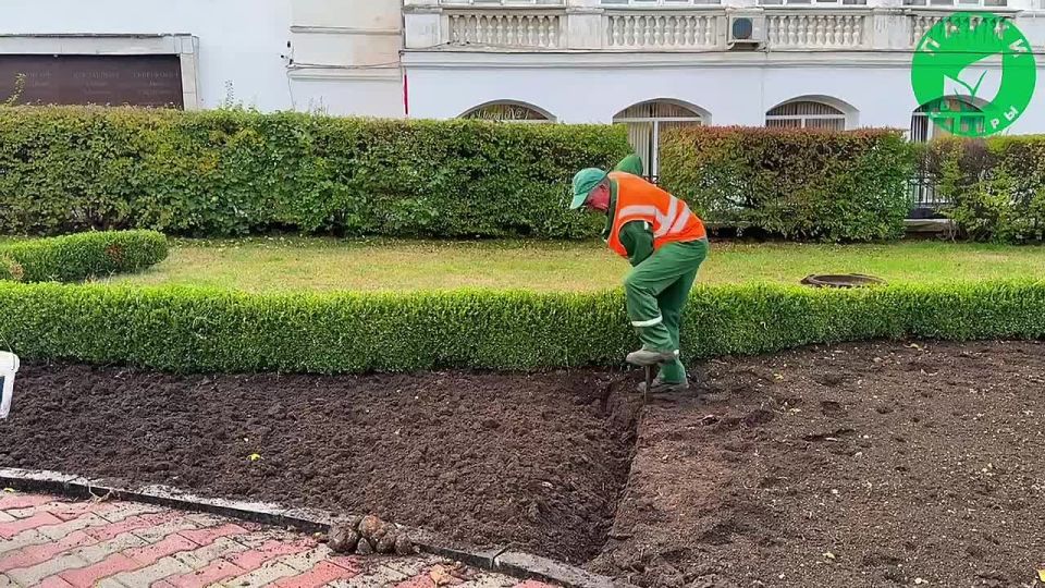 На клумбах Севастополя продолжают высаживать тюльпаны