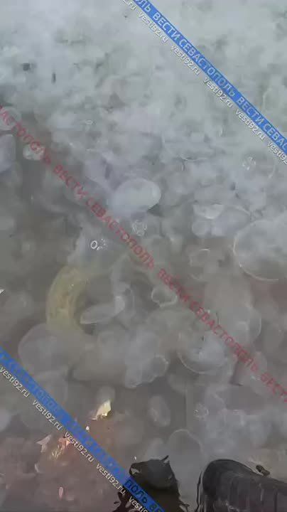 Балаклавскую бухту наводнили медузы