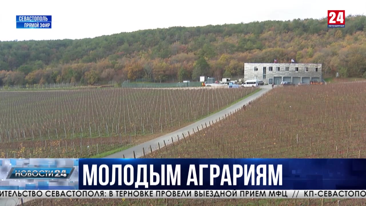 На развитие виноградарства в этом году в Севастополе выделили более семисот миллионов рублей