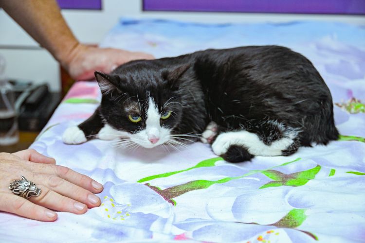 Госветслужба Севастополя вакцинировала более 17 тысяч домашних и сельскохозяйственных животных в октябре