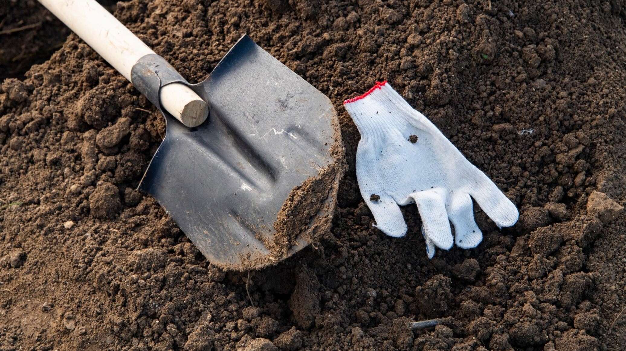 Клены, липы и платаны: высадка деревьев началась в Симферополе