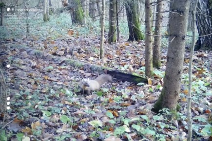 Редкая куница устроила прогулку в Новой Москве