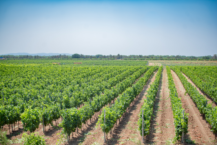 Виноградари Севастополя получили 450 млн руб. льготного кредитования