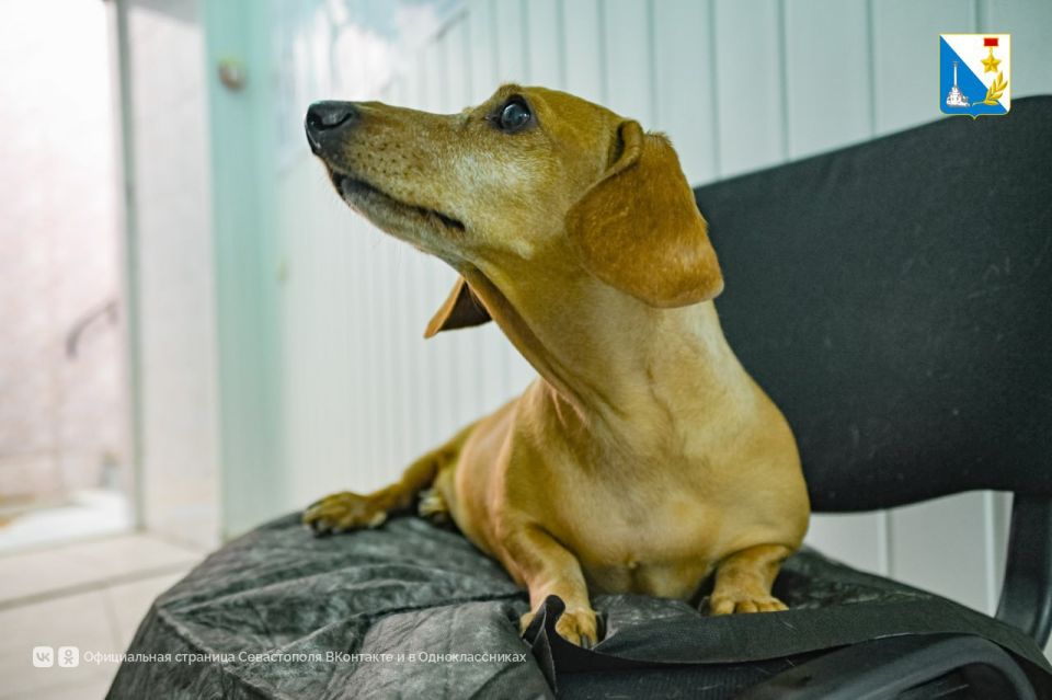 Более 17 тысяч животных вакцинировала госветслужба Севастополя в октябре