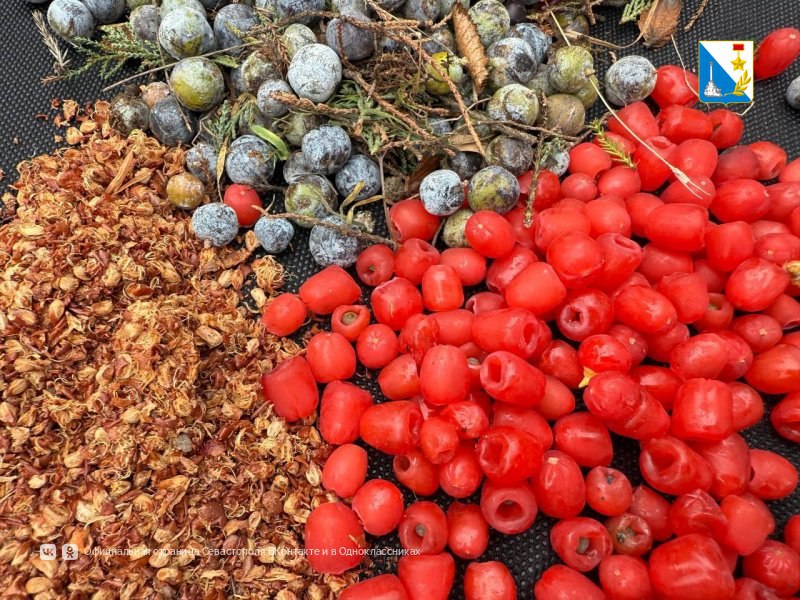 В Севастополе начали готовить семена для будущих лесов