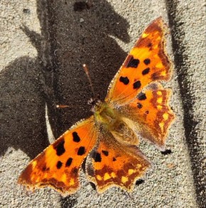 Доброго утра пятницы, севастопольцы!