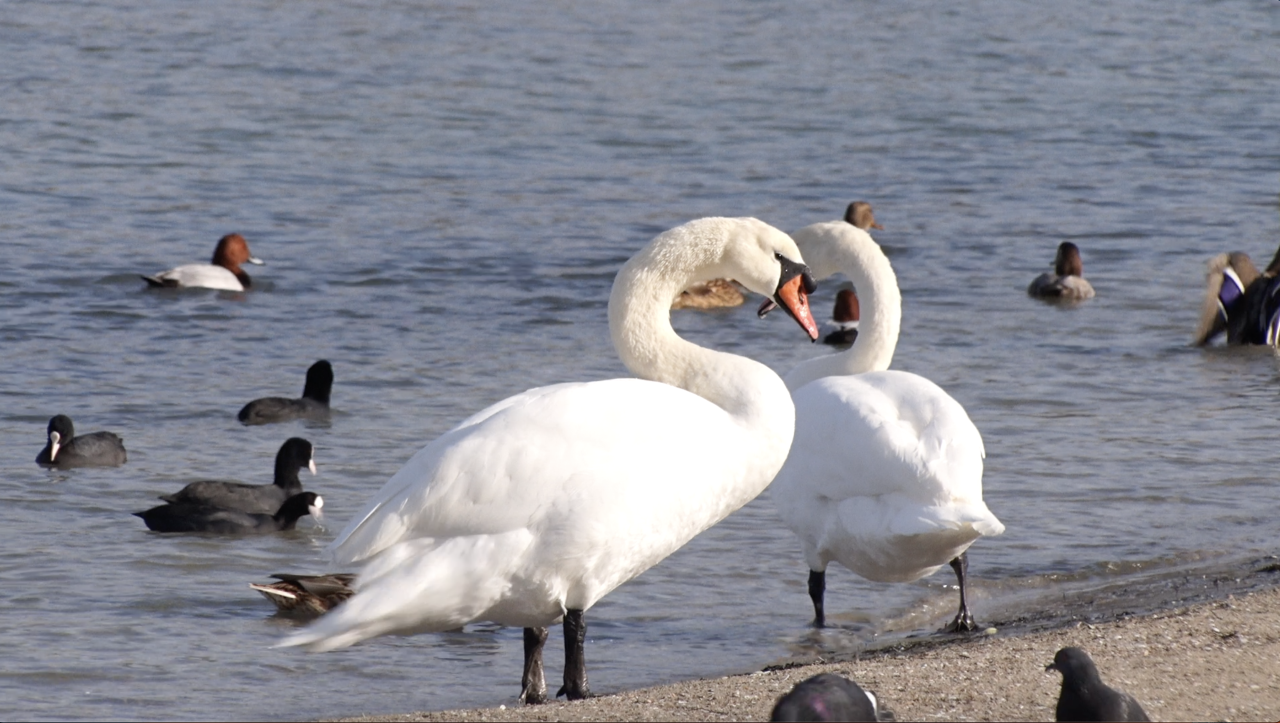 Белые лебеди украсили бухту Омега в Севастополе