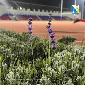 На стадионе 200-летия заметили цветущую лаванду