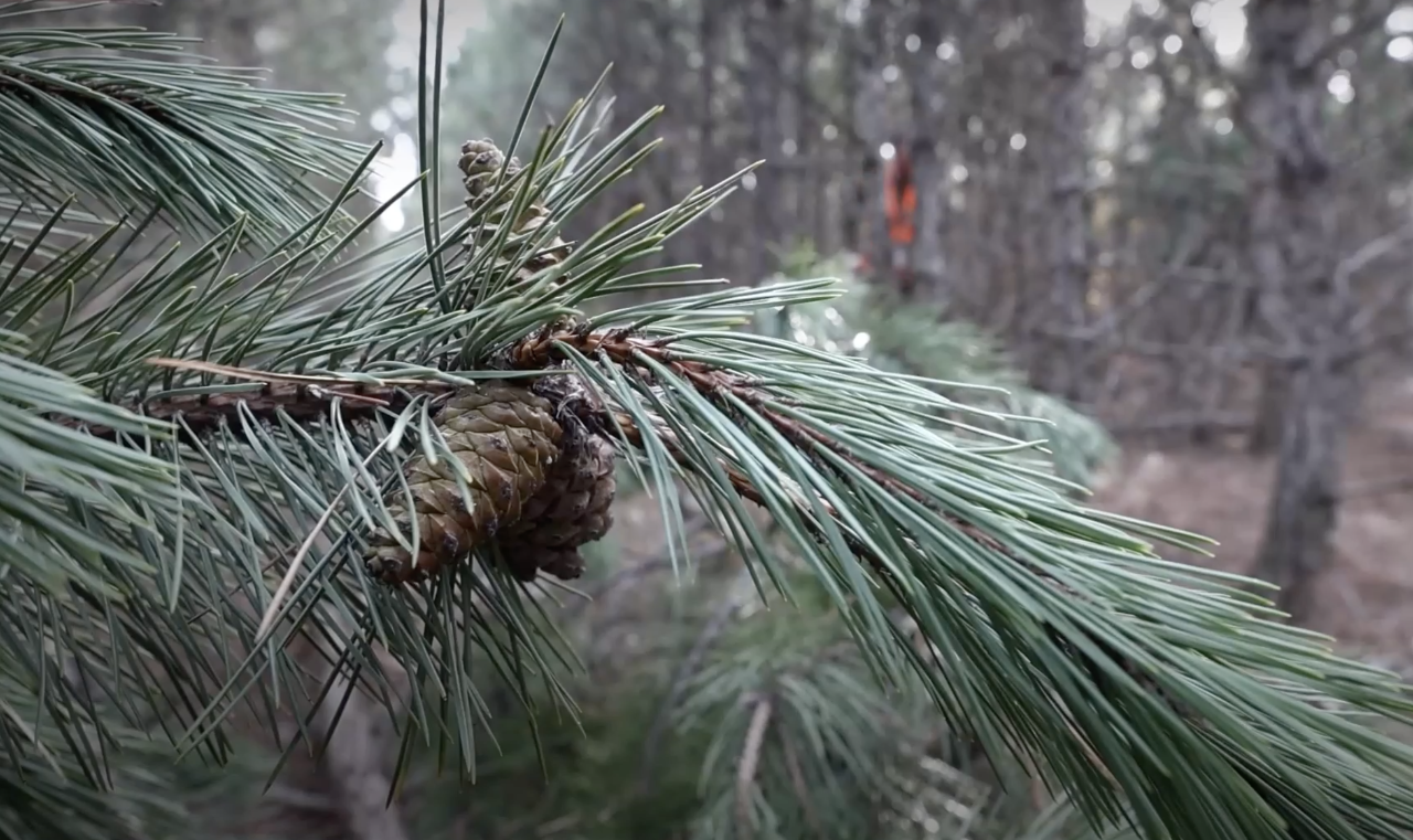 За месяц в Крым и Севастополь ввезли 4 300 сосен