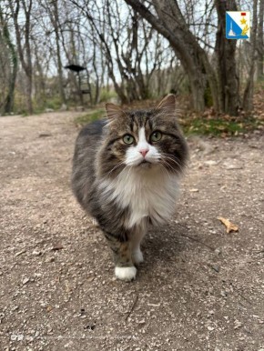 На выходных госветслужба Севастополя привила 133 питомца