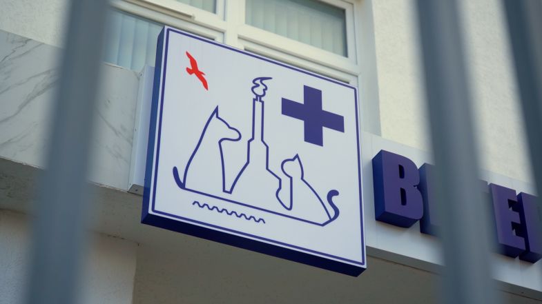 Бесплатная вакцинация собак и кошек против бешенства