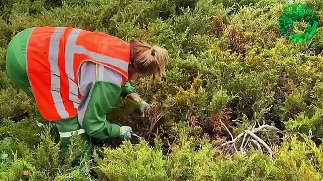 Специалисты провели работы по уходу за растениями в парке им. Юрия Гагарина