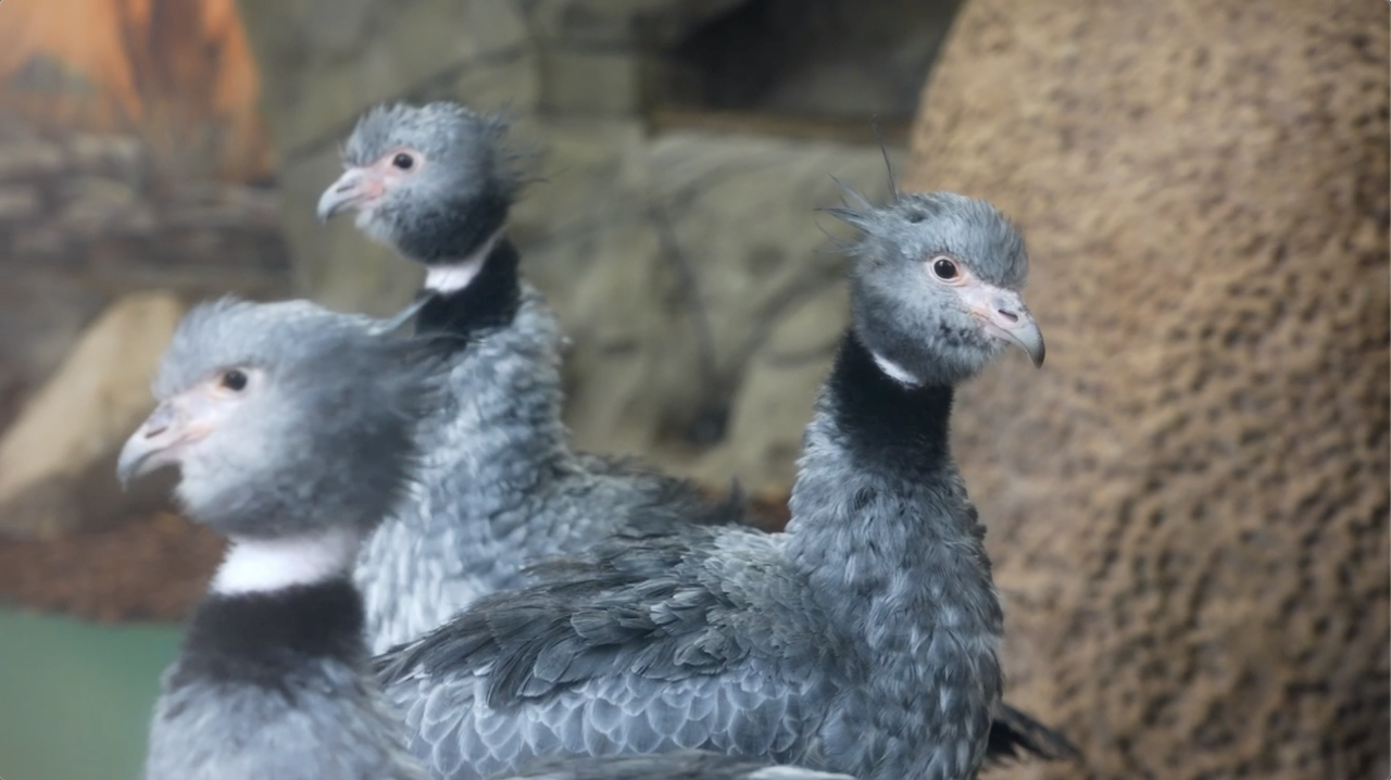 Хохлатые паламедеи приехали в Московский зоопарк