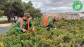 В парке им. Гагарина в Севастополе привели в порядок можжевельник