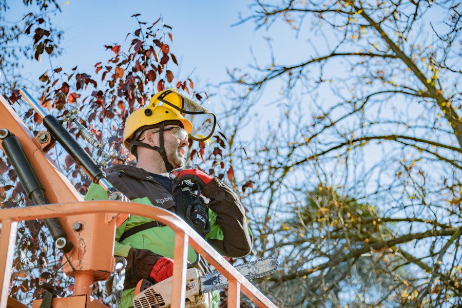 В севастопольских парках и скверах специалисты спилили более 600 аварийных деревьев и сухих веток