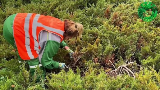 «Парки и скверы» заботятся о зелёных зонах Севастополя