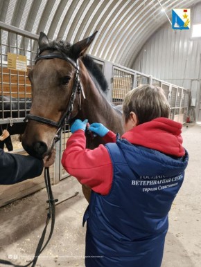 Специалисты госветслужбы провели плановый осмотр и вакцинацию лошадей в кавалерийском подразделении
