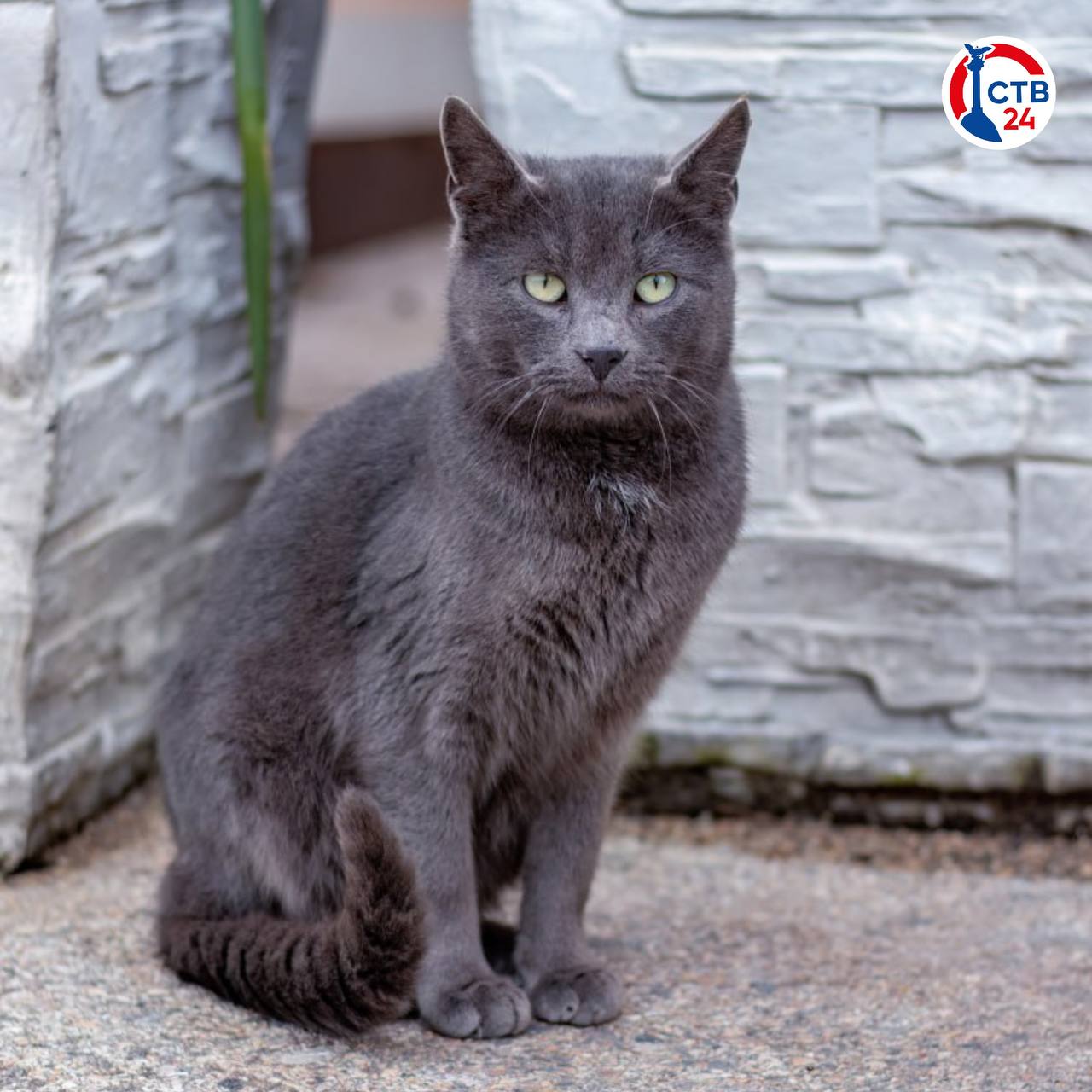 Кошка стала самым популярным домашним животным у россиян