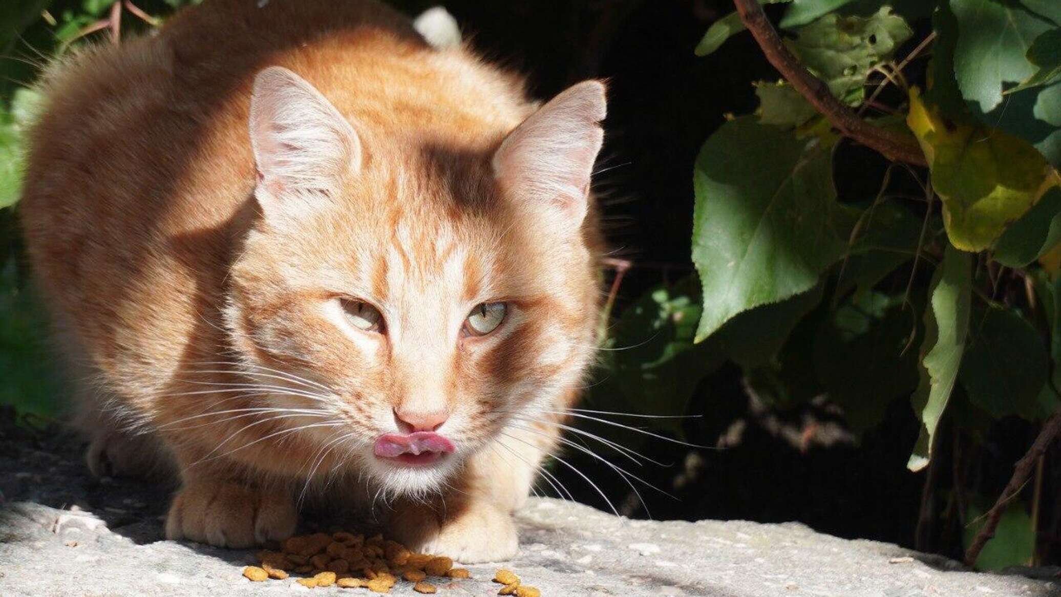 В Севастополе введен карантин по бешенству домашних котов