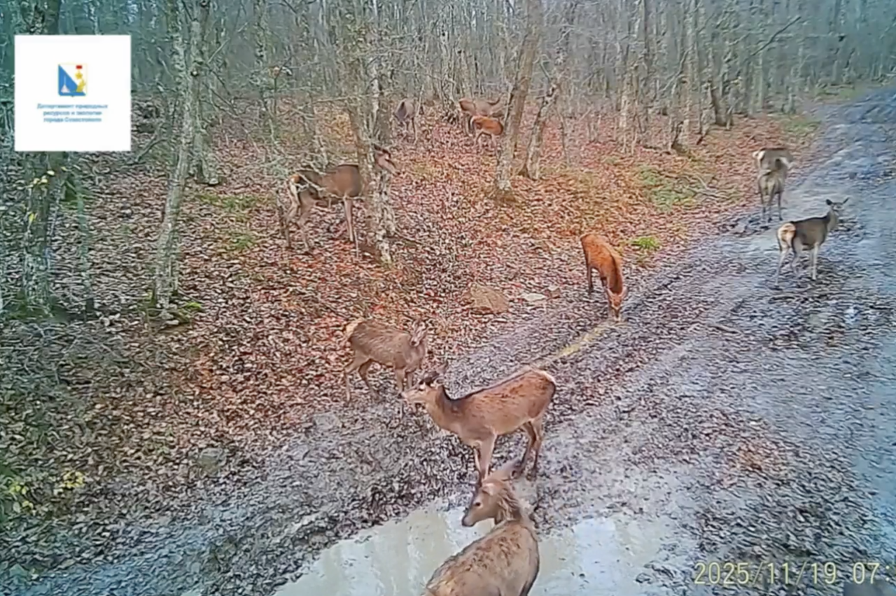 Камера засняла молодых оленей в лесу Севастополя