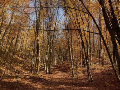 Севприроднадзор отмечен одним из лучших в ЮФО в части осуществления надзора за смежными с лесами землепользователями