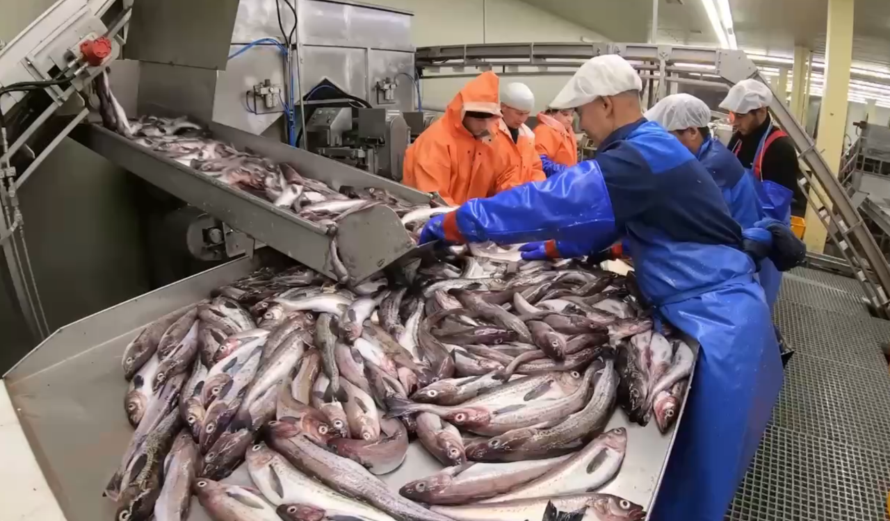 Рыбаки добыли рекордные 4,3 млн тонн водных биоресурсов