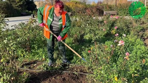 «Парки и скверы» проводят осеннюю уборку в зелёных зонах Севастополя