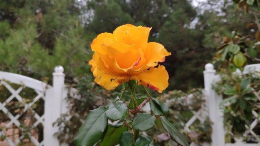 Погода на 27 ноября 2025 года в Крыму и Севастополе: воздух прогреется до 20 градусов