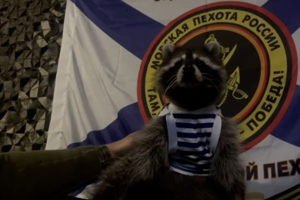 Бойцы 810 бригады морской пехоты приютили енота