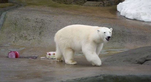 Самке белого медведя Айке исполнилось 5 лет