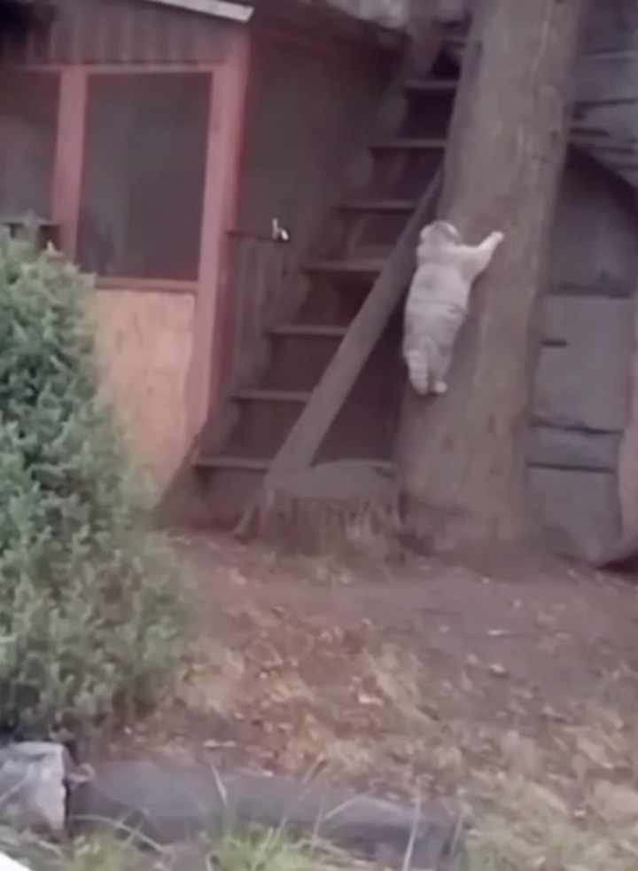 Дерево не покорилось пополневшему манулу Тимофею