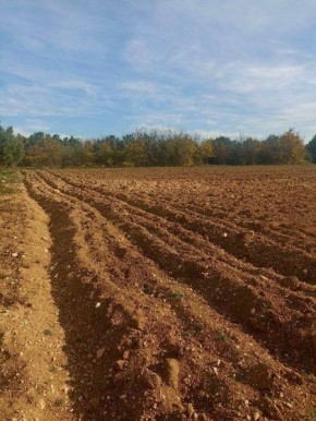 В Севастопольском лесничестве успешно завершили ноябрьские лесовосстановительные работы