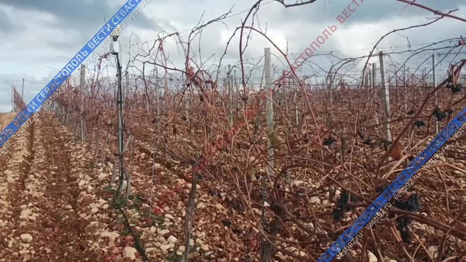 � ����������� �������� ������������ ����������� ������ ���������� �������