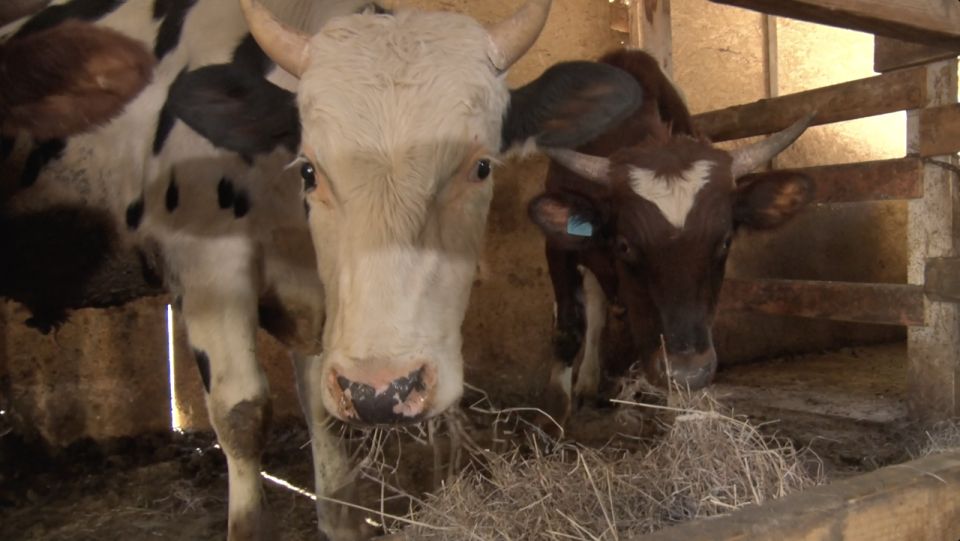 13 млн рублей направили животноводам Севастополя в 2025 году