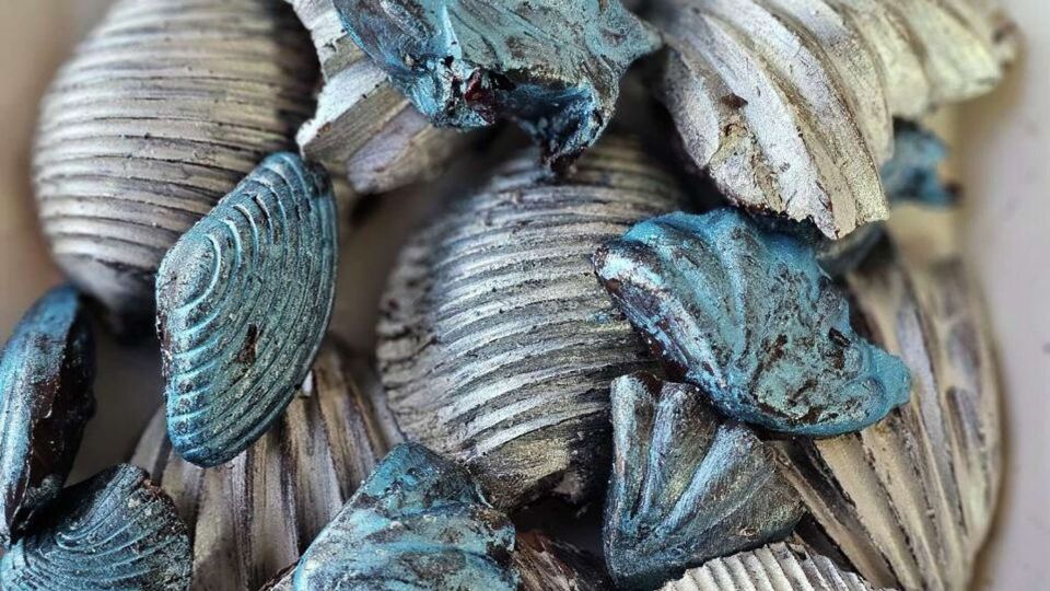 Креветки в шоколаде: в Севастополе предлагают эксклюзивную новинку