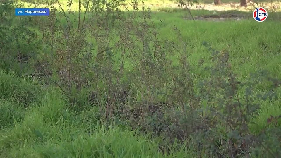 В Севастополе на улице Маринеско восстановят зелёные насаждения