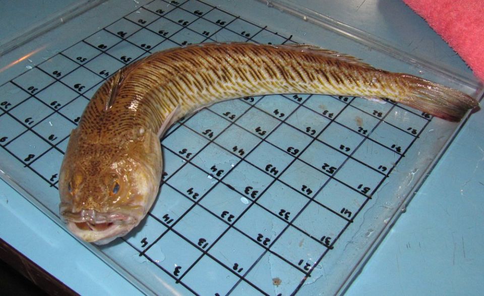 Неизвестные обитатели Чёрного моря: от «инопланетных» микроорганизмов до ядовитых хищников