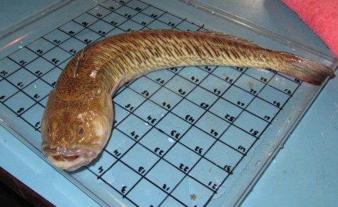 Неизвестные обитатели Чёрного моря: от «инопланетных» микроорганизмов до ядовитых хищников