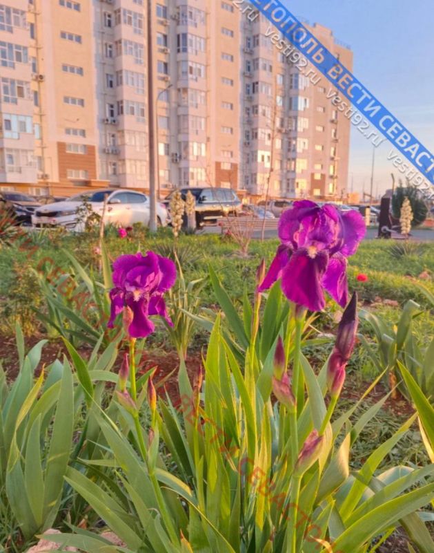 В декабре в Севастополе распустилось много цветов