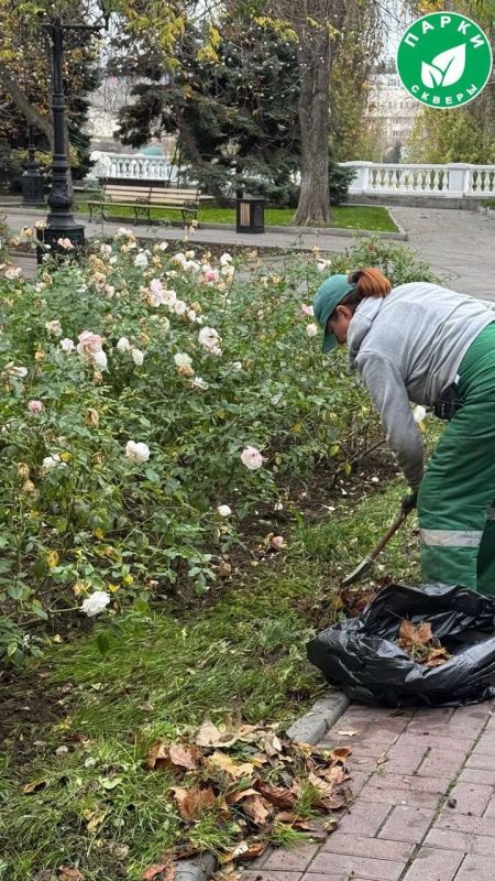 На Приморском бульваре подготовили розарий к зиме
