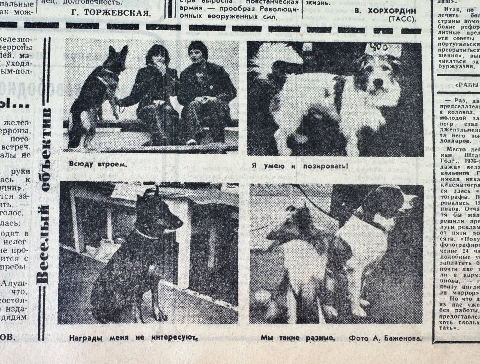 «Весёлый объектив». Вырезка из газеты «Слава Севастополя» с фотографиями домашних животных, декабрь 1976 года