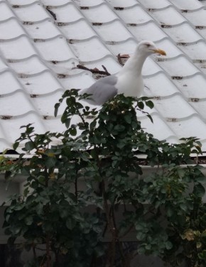 С добрым утром, друзья!. Сегодня без осадков