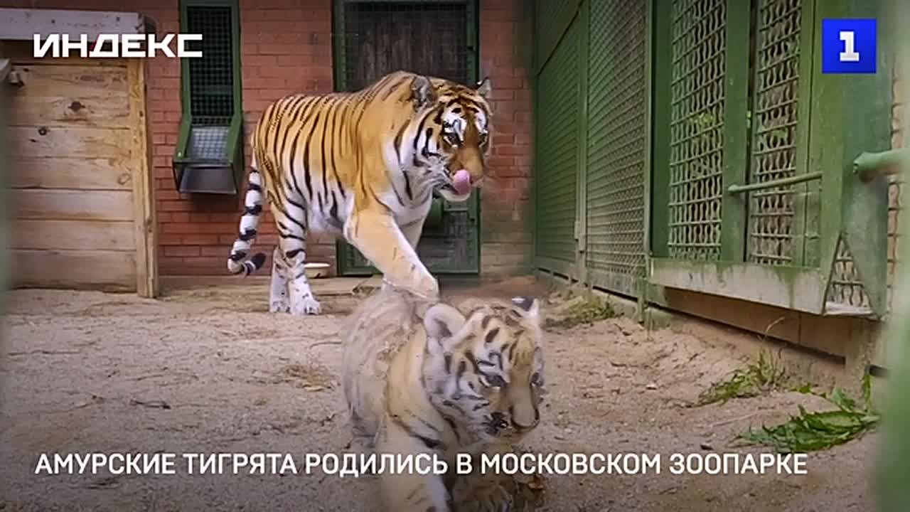 Амурские тигрята родились в Московском зоопарке