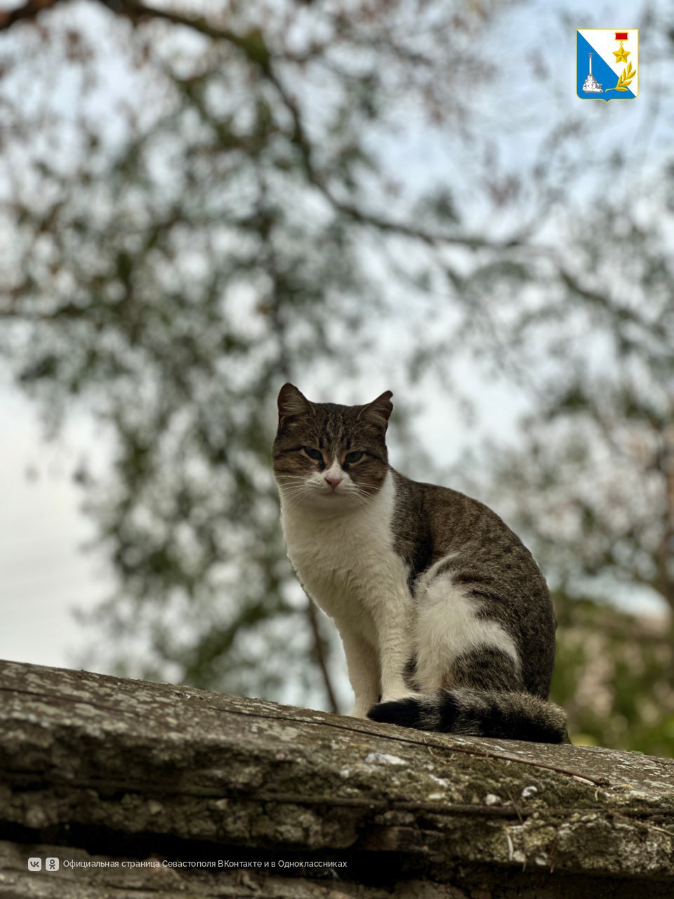 98 животных привили специалисты госветслужбы на выездной вакцинации