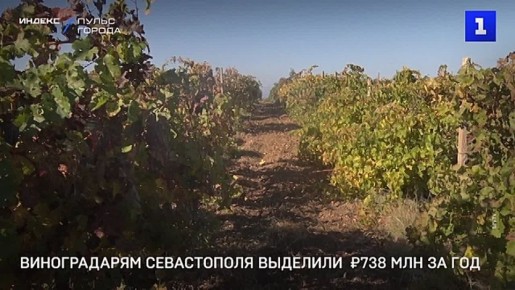 Виноградарям Севастополя выделили 738 млн руб
