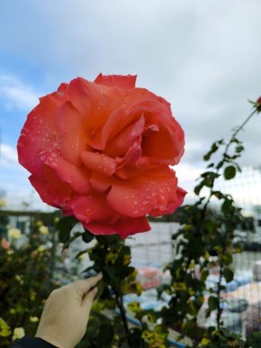 Доброго утра, друзья!. В Севастополе во вторник без существенных осадков