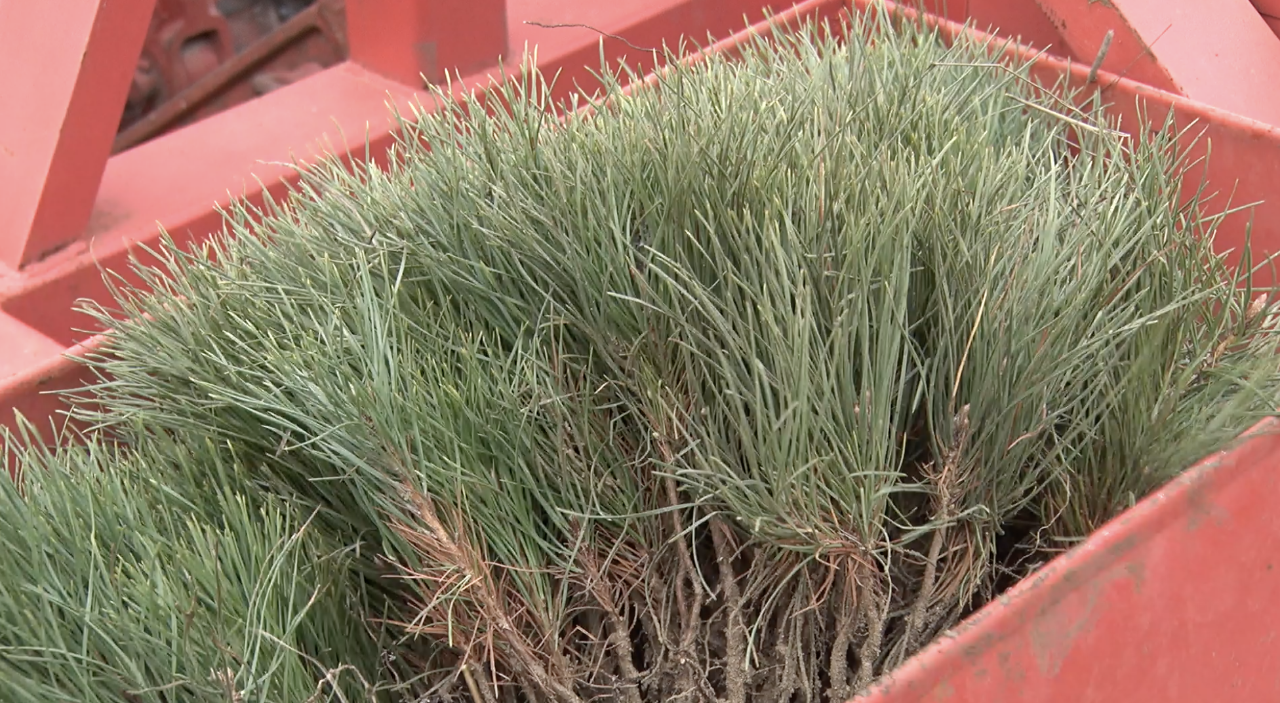 Севастополь направляет деньги от рубки на озеленение