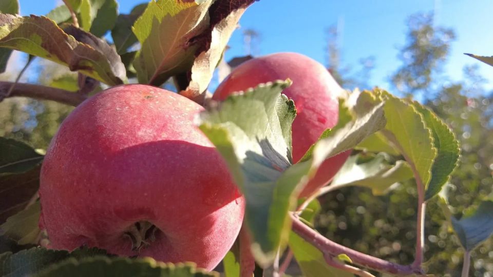 � ����������� ������� ��������� ������ �����