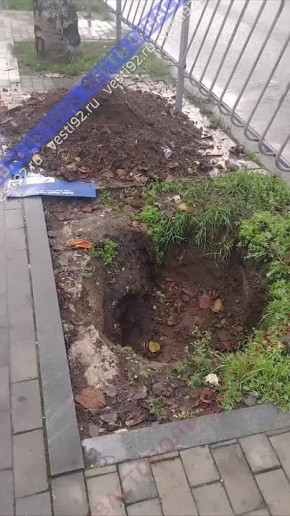 На улице Гоголя высаживают новые деревья