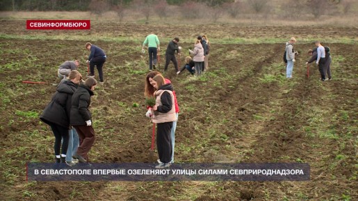 В Севастополе впервые озеленяют улицы силами Севприроднадзора